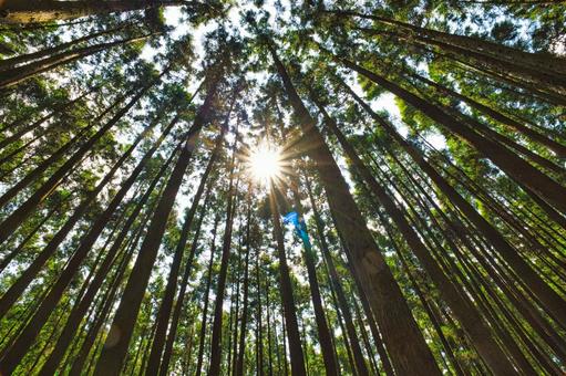 森林 森林 山,夏休み,マイナスイオンの写真素材