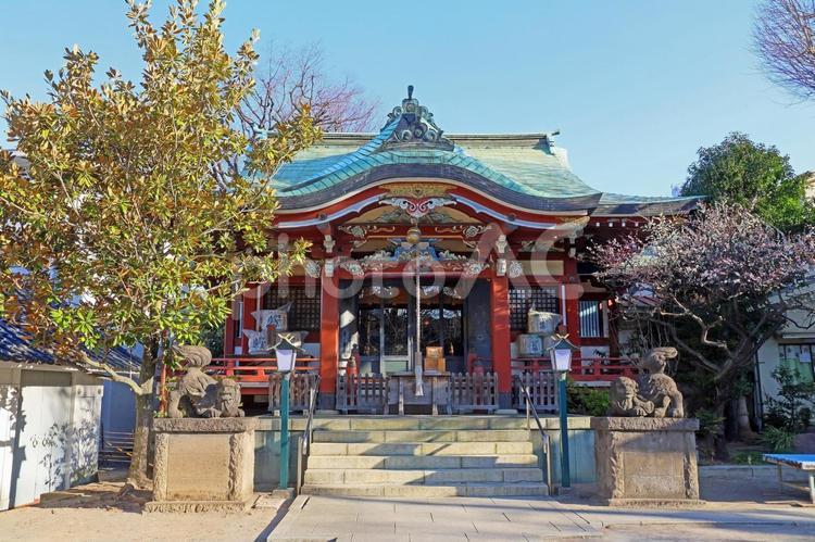 千住本氷川神社（足立） 千住本氷川神社,素戔嗚尊,旧称牛田氷川神社の写真素材