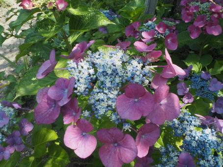 紫陽花 紫陽花の写真