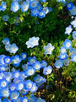 ネモフィラの花 ネモフィラの花の写真