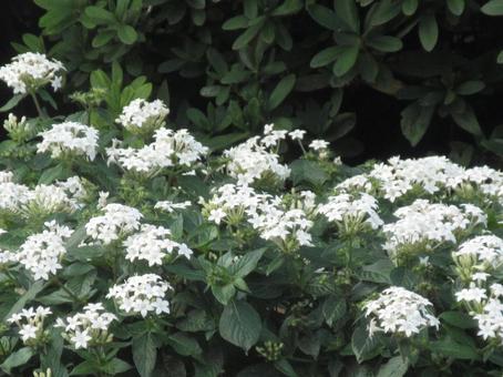 星型の密集するペンタスの白い花 花,白い,ペンタスの写真素材