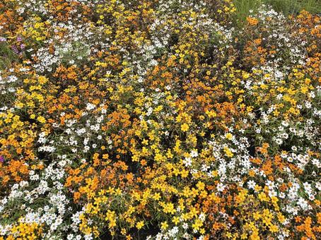 花畑② 花畑② 癒し,花,フラワーの写真素材
