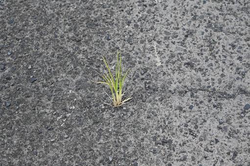 アスファルトから生えた雑草 アスファルトから生えた雑草の写真