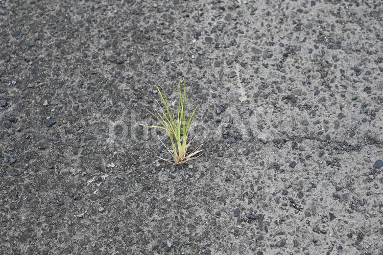 アスファルトから生えた雑草 アスファルト,道路,背景の写真素材