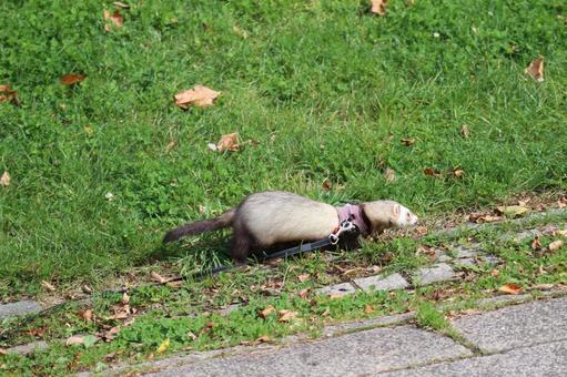 緑地公園で散歩させてるフェレットの風景 緑地,公園,散歩の写真素材