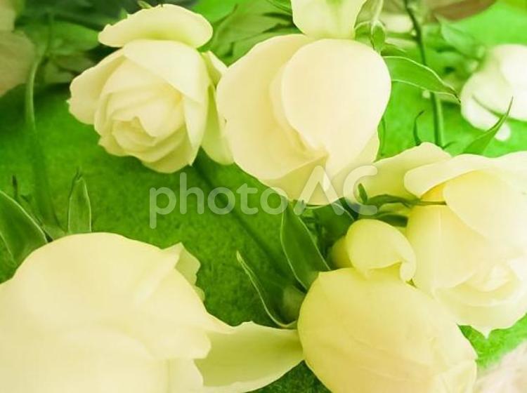 たくさんの白い薔薇 白薔薇,薔薇,乙女の写真素材