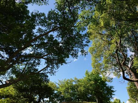 緑と青空の写真