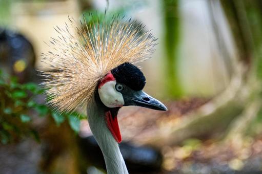 ホオジロカンムリヅル ホオジロカンムリヅル ホオジロカンムリヅル,ウガンダの国旗,ウガンダの写真素材