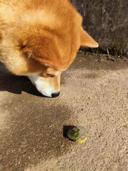 小さい亀を見つけた柴犬! 小さい亀を見つけた柴犬! 犬,シバ,柴犬の写真素材