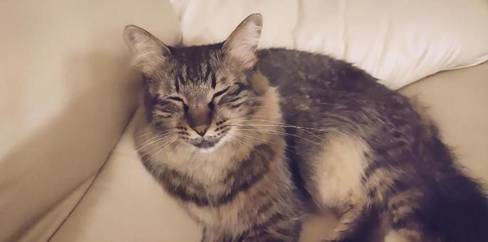 ねこ ねこ ひんやり,涼しい,猫の写真素材
