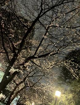 Photo, flower, plant, spring, 