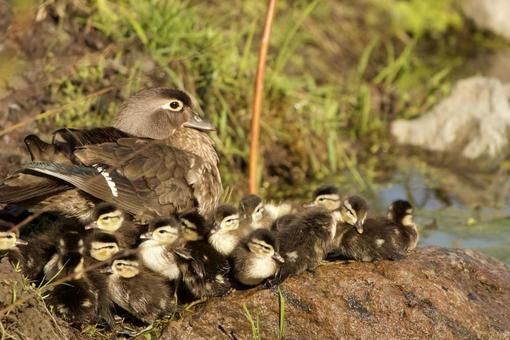 Photo, creatures, animal, birds, 