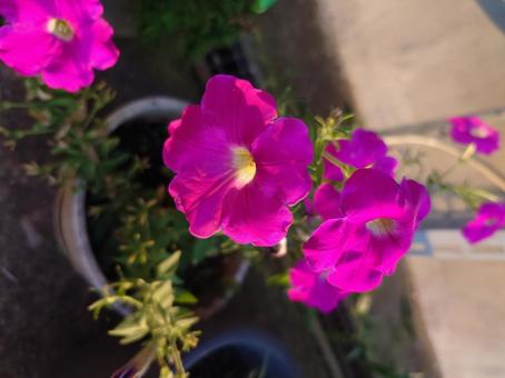 花 花の写真