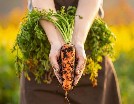 掘りたての人参・秋の収穫風景の写真