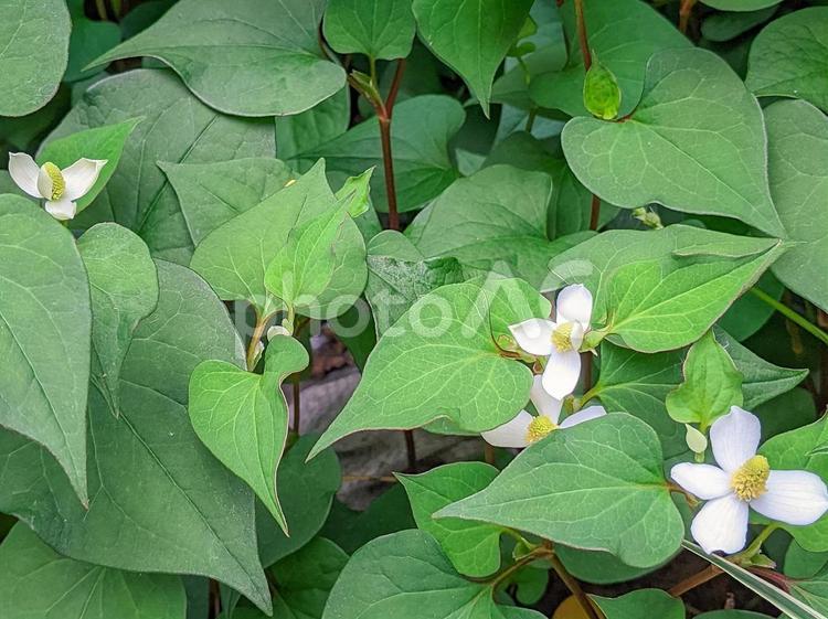 自生して密集しているドクダミの葉と花 ドクダミ,どくだみ,花の写真素材
