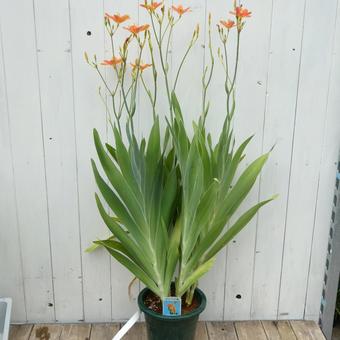 オレンジ色の花の咲いたダルマ緋扇の鉢植え オレンジ色の花の咲いたダルマ緋扇の鉢植えの写真