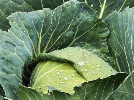 cabbage, JPG cabbage, JPG