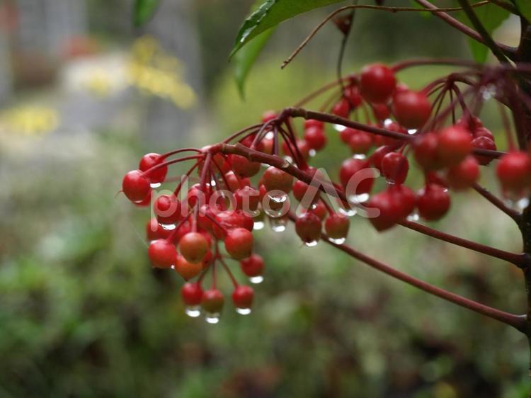滴とナンテン　その２ 植物,実,雨の写真素材