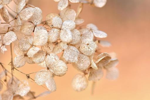 枯れた紫陽花 枯れた紫陽花 紫陽花,花,枯れるの写真素材