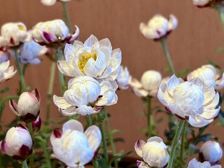 花かんざし⑥ 花かんざし⑥の写真