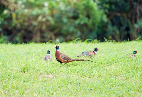 Korean Pheasant, JPG Korean Pheasant, JPG