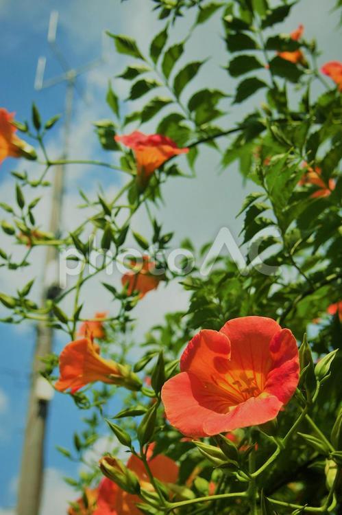 初夏のノウゼンカズラ ノウゼンカズラ,夏,花の写真素材