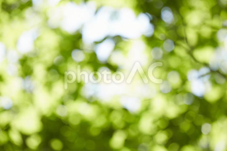 木漏れ日 ハイキング,夏,山の写真素材