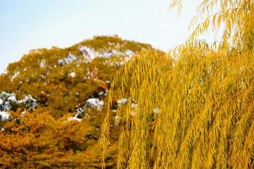 柳と空 柳と空 柳,自然,植物の写真素材