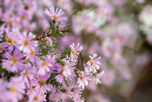 秋の可愛い草花 植物,草,秋の写真素材