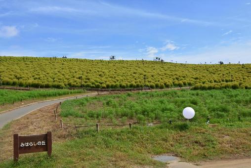 ひたち海浜公園　みはらしの丘のコキア コキア,ひたち海浜公園,みはらしの丘の写真素材