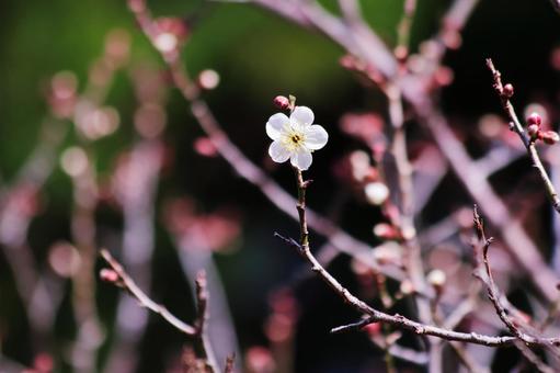 一輪だけ咲いた梅の花 一輪だけ咲いた梅の花 花,春,梅の写真素材
