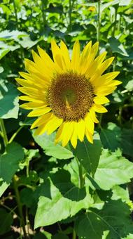 夏を抱きしめる花畑 夏を抱きしめる花畑の写真