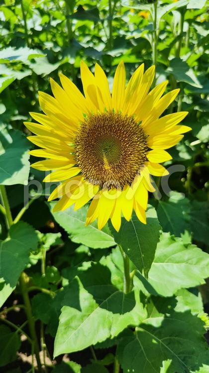 夏を抱きしめる花畑 ひまわり,洲原ひまわりの里,黄金色の花畑の写真素材
