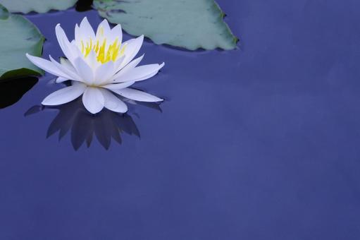 Water lily, JPG
