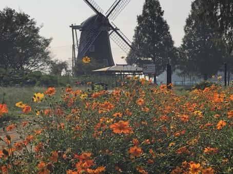 あけぼの山公園、黄色コスモス あけぼの山公園、黄色コスモスの写真