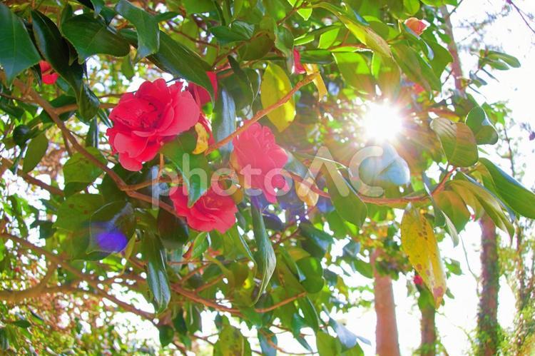 椿の花と太陽の光 森,風景,空の写真素材
