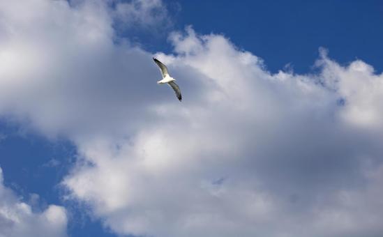 カモメが舞う青空 カモメが舞う青空の写真