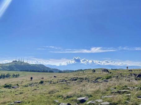 夏の美ヶ原、遠くの山々と牛たち 夏の美ヶ原、遠くの山々と牛たち 長野県,美ヶ原高原,夏の写真素材