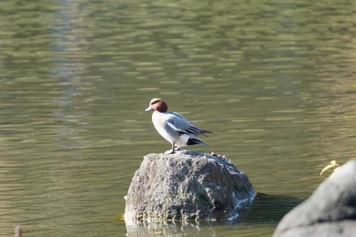 ヒドリガモ ヒドリガモ,癒し,野生の写真素材