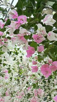 満開のブーゲンビリア 満開のブーゲンビリア 花,ブーゲンビリア,夏の写真素材