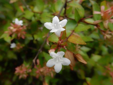【花の写真】ハナゾノツクバネウツギ 【花の写真】ハナゾノツクバネウツギの写真