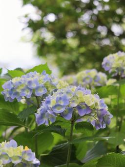 Hydrangea, JPG Hydrangea, JPG