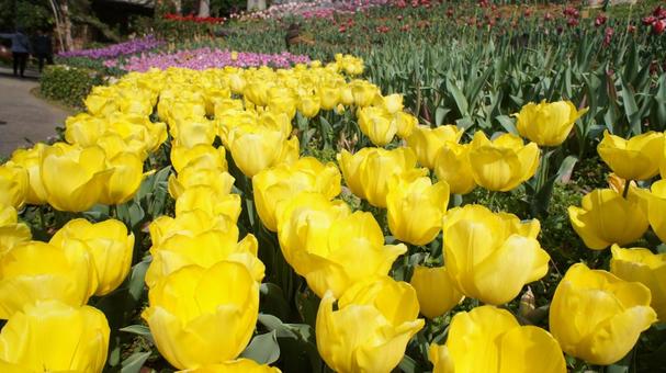 Photo, tulip, flour, landscape, 