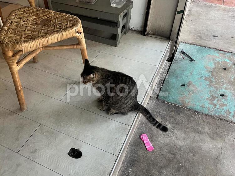 マレーシア、KLの野良猫 海外,マレーシア,klの写真素材