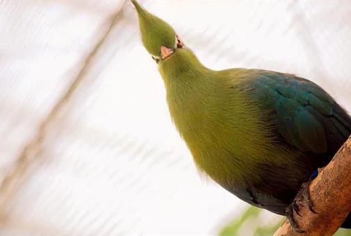 鳥 鳥の写真