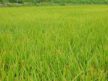 【風景写真】秋の田んぼの風景 【風景写真】秋の田んぼの風景 田んぼ,水田,田の写真素材