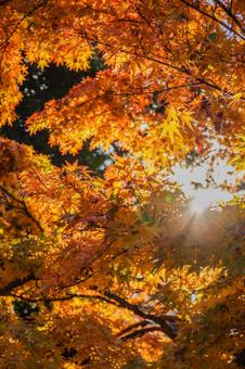 秋の日差しを浴びるもみじ もみじ,紅葉,秋の写真素材