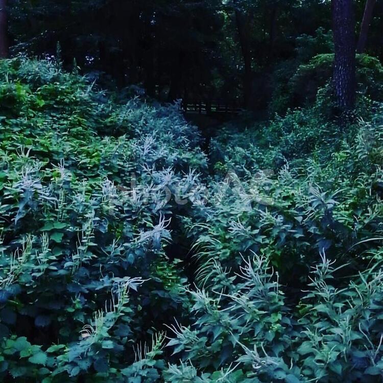 生い茂る藪の風景 藪,生い茂る,やぶの写真素材