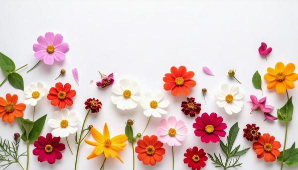 秋の花　ナデシコの写真