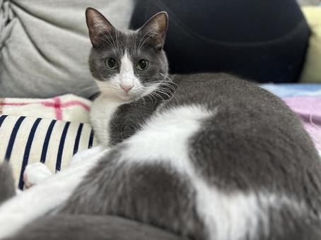 見つめるハチワレ猫 見つめるハチワレ猫 猫,cat,ねこの写真素材